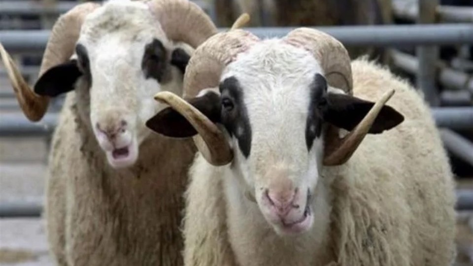 2022 Yılı İlçe Kurban Hizmetleri Komisyon Kararı